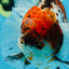 AAA Grade Young Godzilla Calico Oranda Male 5.5 inches #080125OR_04