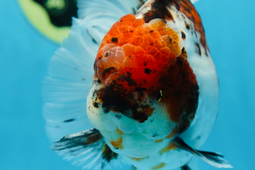 AAA Grade Young Godzilla Calico Oranda Male 5.5 inches #080125OR_04
