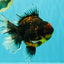 CHUNKY AAA Grade Tiger Oranda Male 6.5-7 inches #072426OR_01