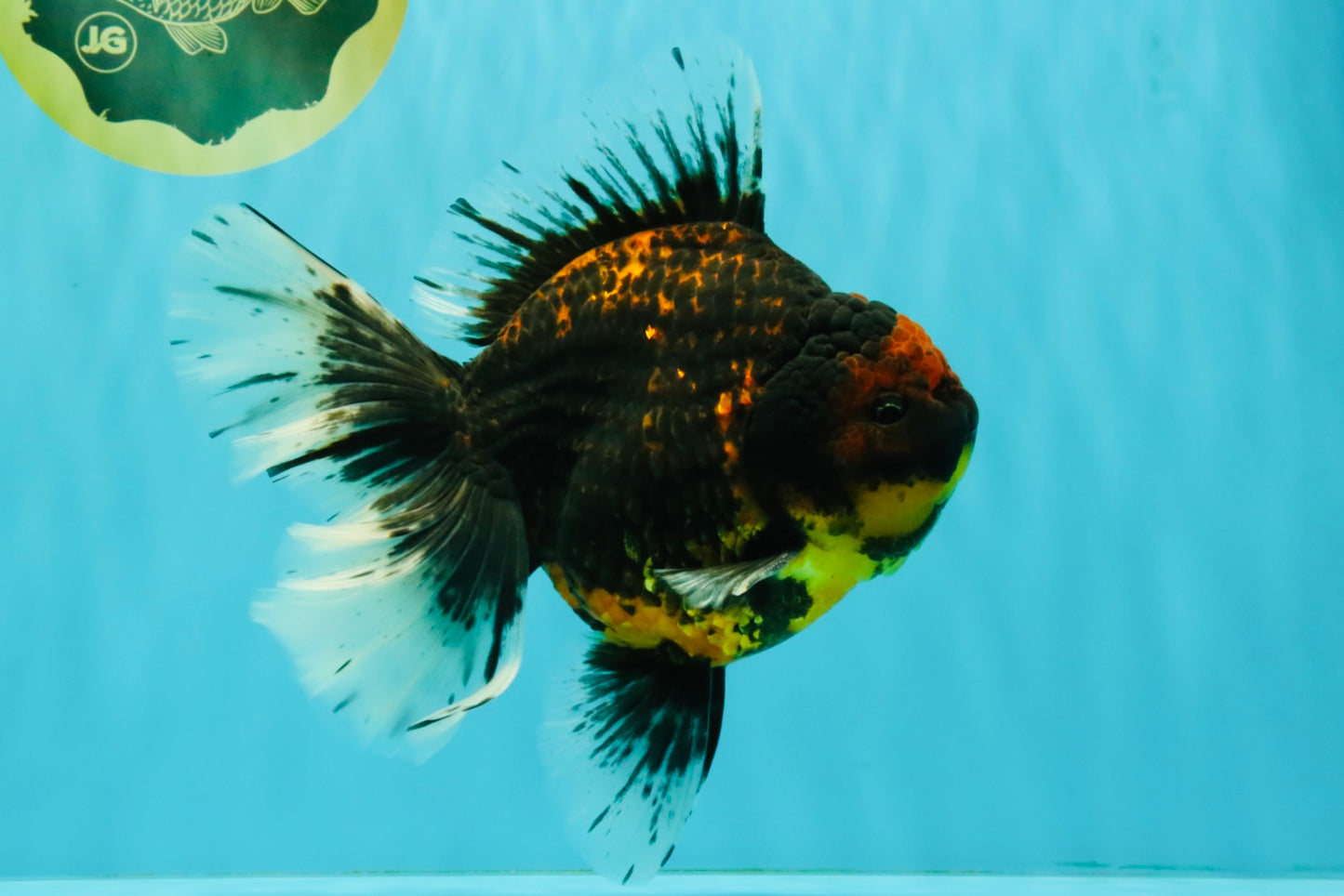 CHUNKY AAA Grade Tiger Oranda Male 6.5-7 inches #072426OR_01