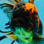 A Grade Stunning RARE Butterfly tail Tiger Oranda Female 5.5 inches #010325OR_04