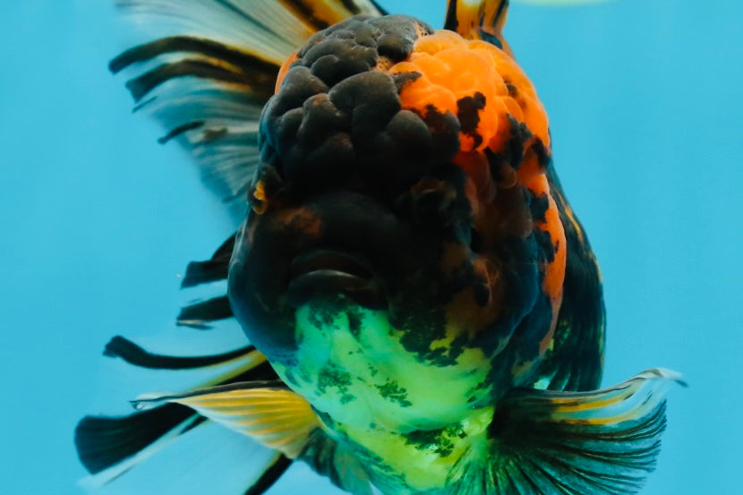 A Grade Stunning RARE Butterfly tail Tiger Oranda Female 5.5 inches #010325OR_04