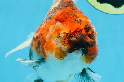 Marble Sakura Yuanbao Female 5.5 inches #111425YB_03