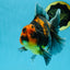 A Grade Kirin Tiger Oranda Female 5.5-6 inches #050925OR_32