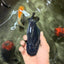 A Grade Black Ranchu Female 5.5 inches #072426RC_37
