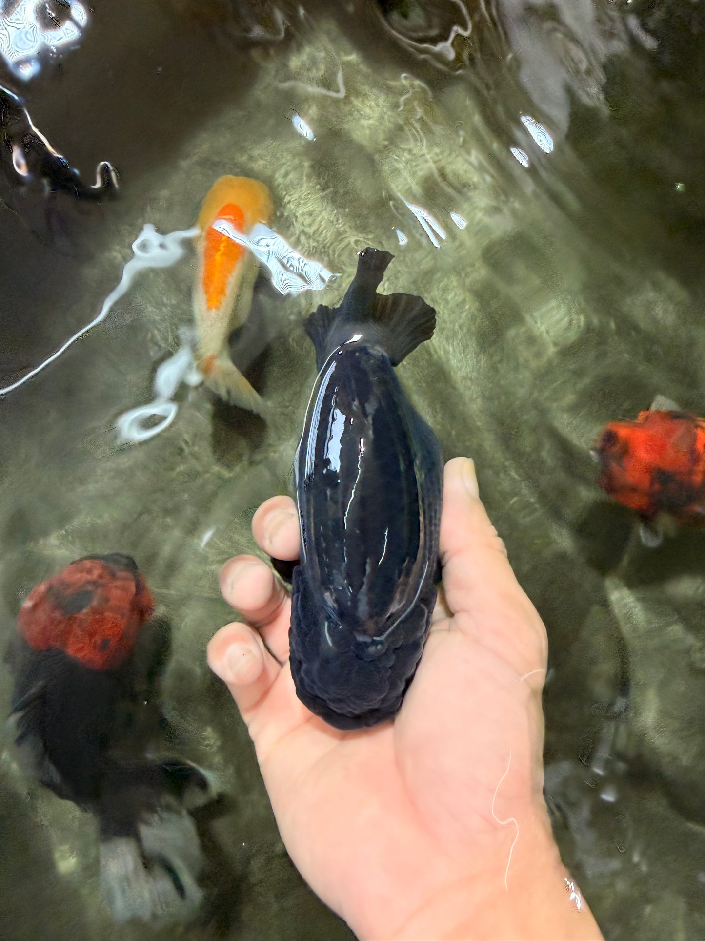 A Grade Black Ranchu Female 5.5 inches #072426RC_37