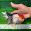 A Grade Tancho Button Eyes Tricolor Oranda Female 4.5 inches #0614OR_23