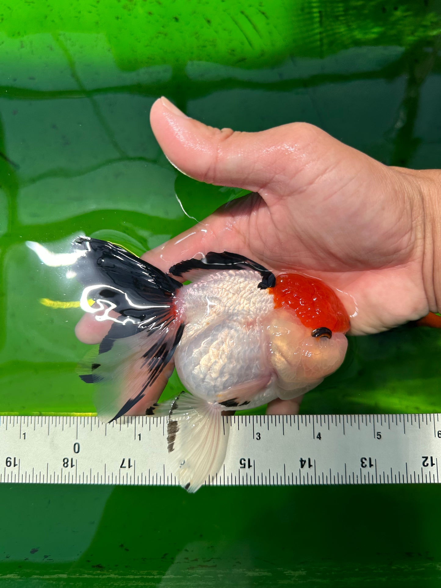 A Grade Tancho Button Eyes Tricolor Oranda Female 4.5 inches #0614OR_23