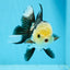 AAA Grade Panda Button Eyes Oranda Female 4.5-5 inches #0927OR_29