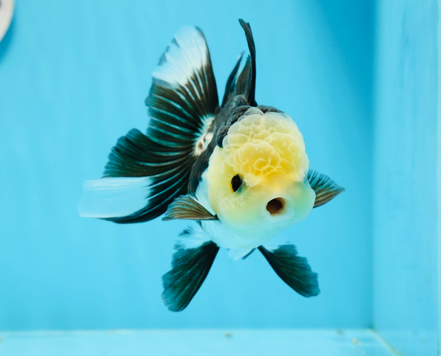 AAA Grade Panda Button Eyes Oranda Female 4.5-5 inches #0927OR_29