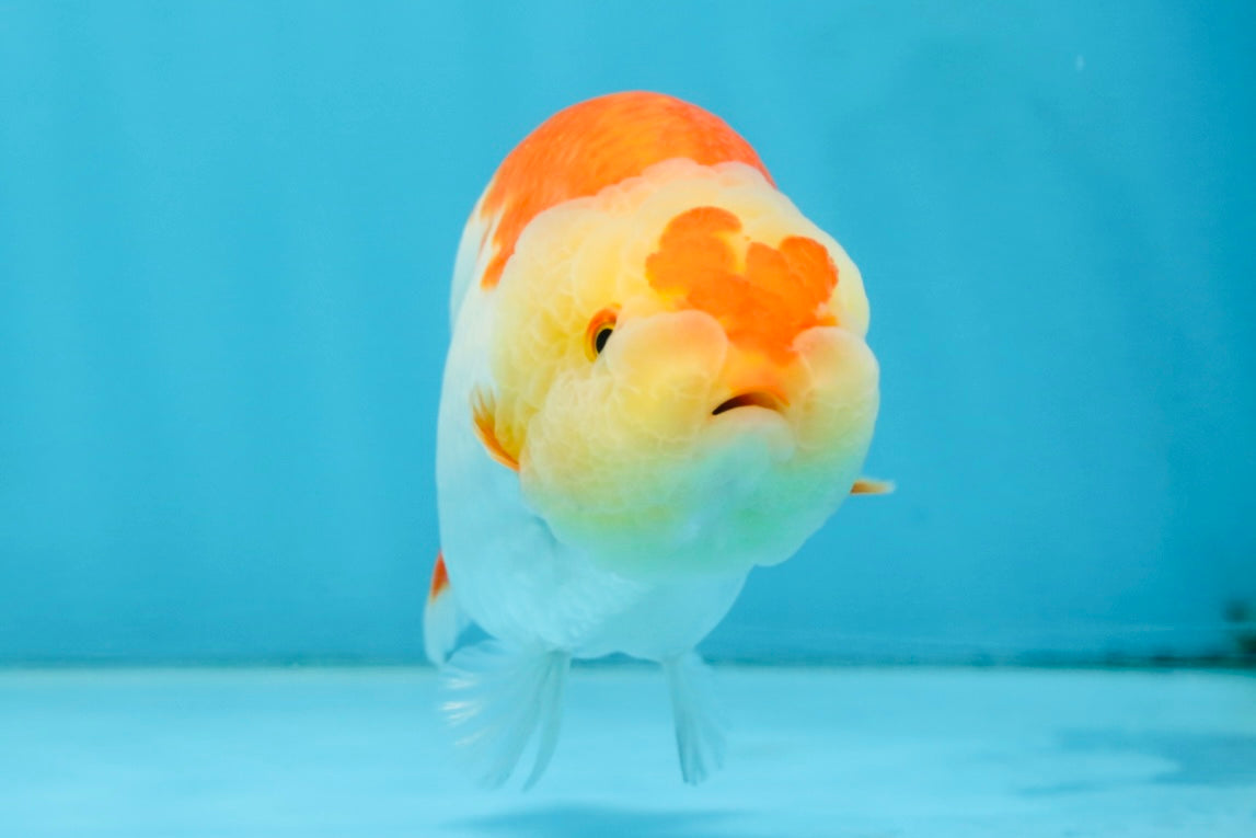 AAA Grade Young Red White Kohaku LionQueen 4 inches #101025LC_07