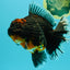 GIANT AAA Grade Red Head Kirin Oranda Male 7-7.5  inches #070326OR_05