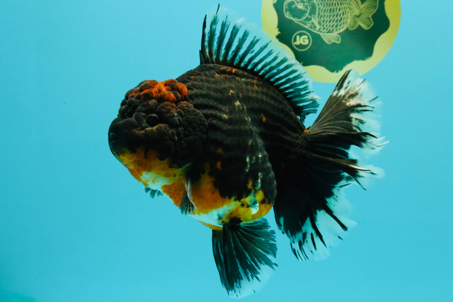 GIANT AAA Grade Red Head Kirin Oranda Male 7-7.5  inches #070326OR_05