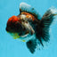 A Grade Kirin Oranda Female 6 inches #110725OR_03