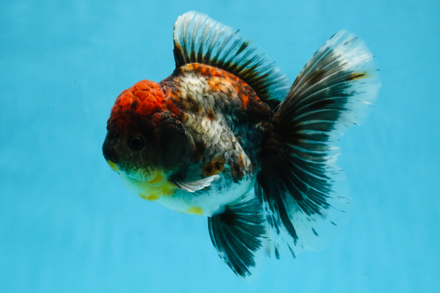 A Grade Kirin Oranda Female 6 inches #110725OR_03