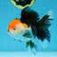 A Grade Tricolor Oranda Female 5 inches #082225OR_23