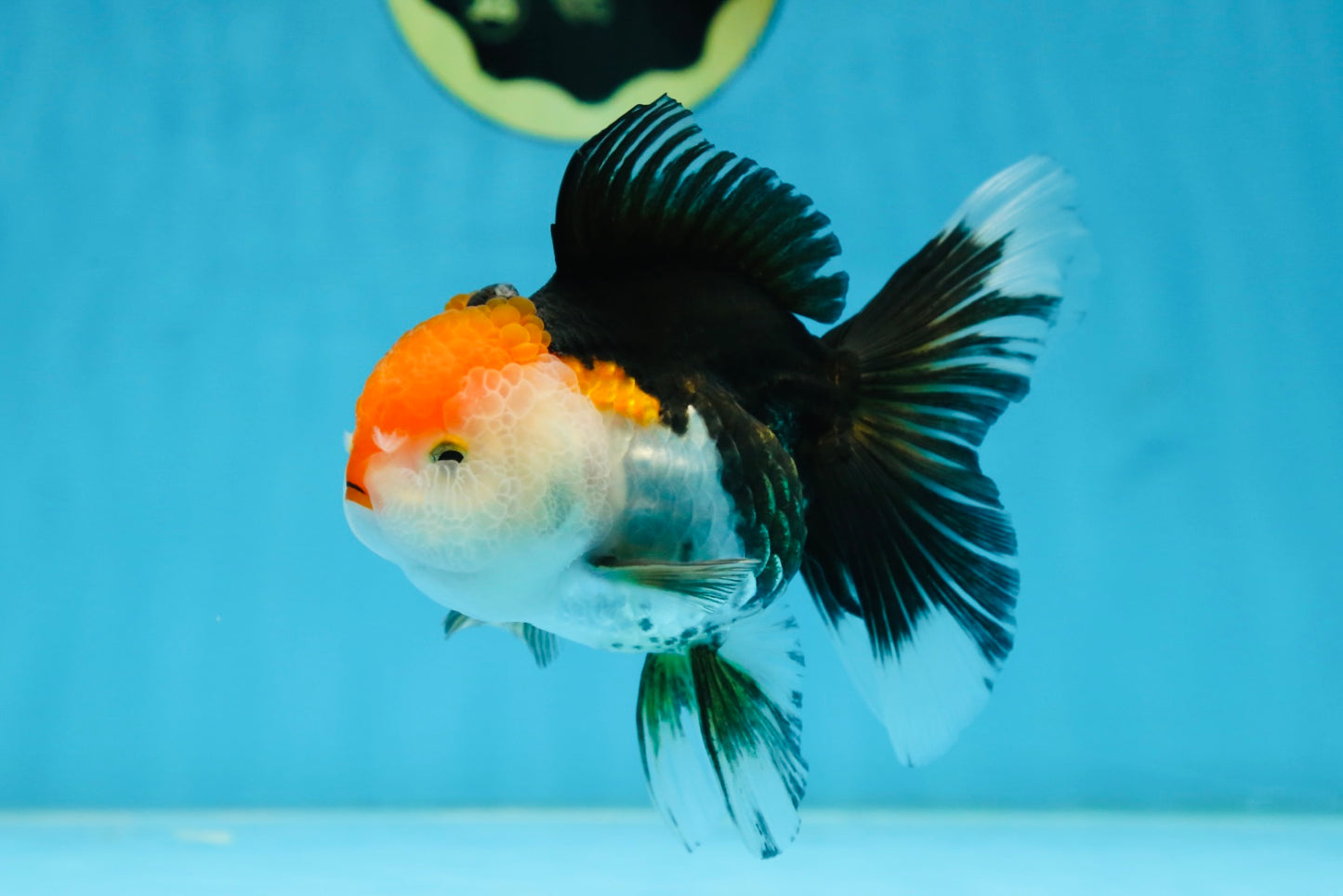 A Grade Tricolor Oranda Female 5 inches #082225OR_23