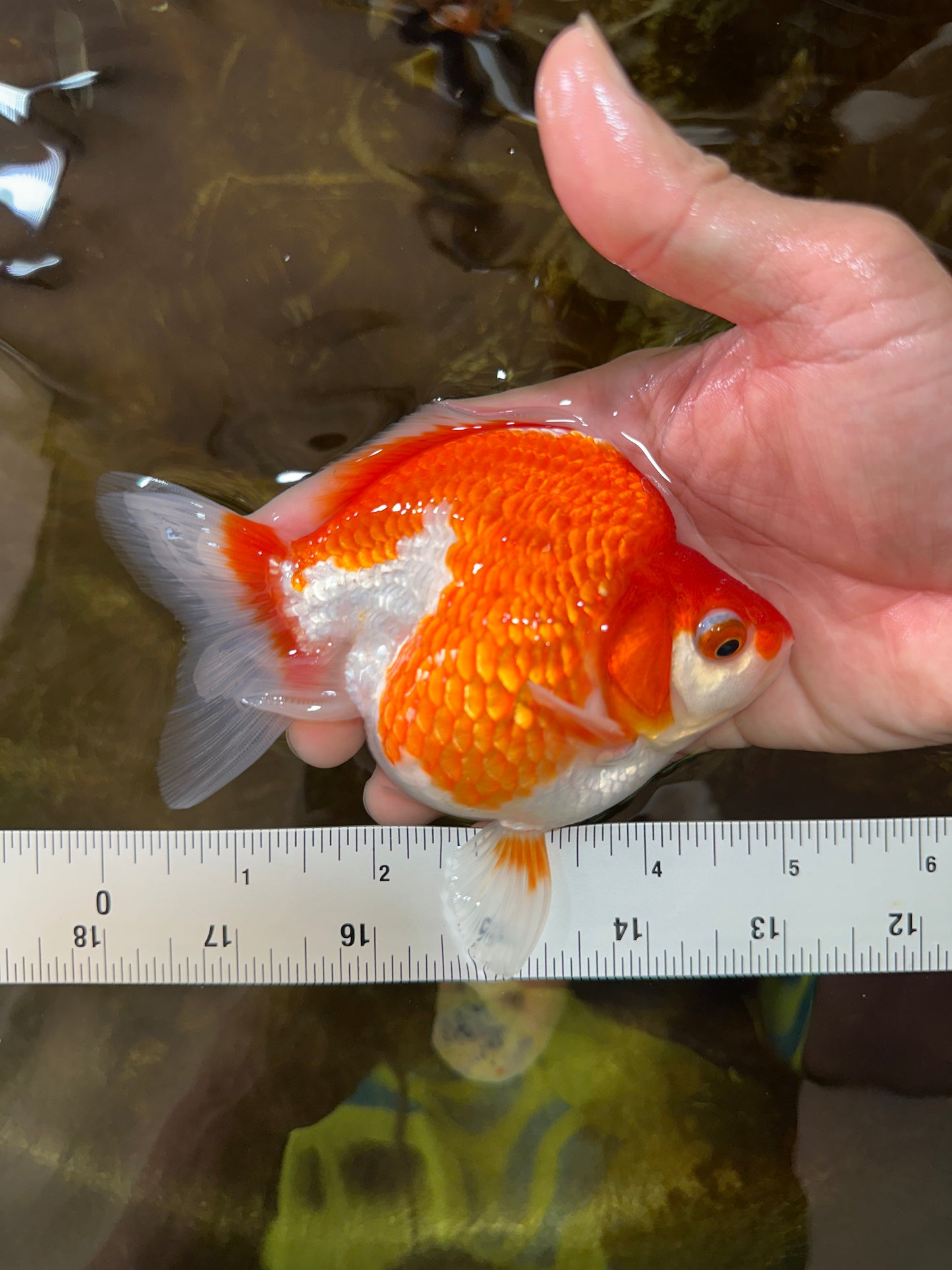 A Grade Red White Ryukin Female 5 inches #071125RK_20