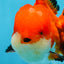 AAA Grade CHUBBY CHEEK Apache Oranda Male 5.5-6 inches #080825OR_19