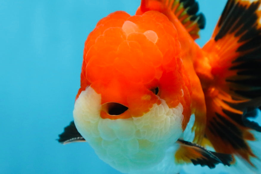 AAA Grade CHUBBY CHEEK Apache Oranda Male 5.5-6 inches #080825OR_19