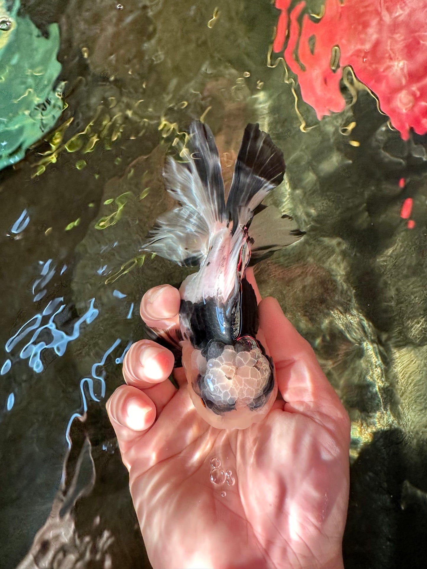 A Grade Fluffy Head Panda Oranda Male 5 inches #110824OR_13