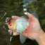 A Grade Special Heart Head Red White Oranda Male 6 inches #101626OR_01