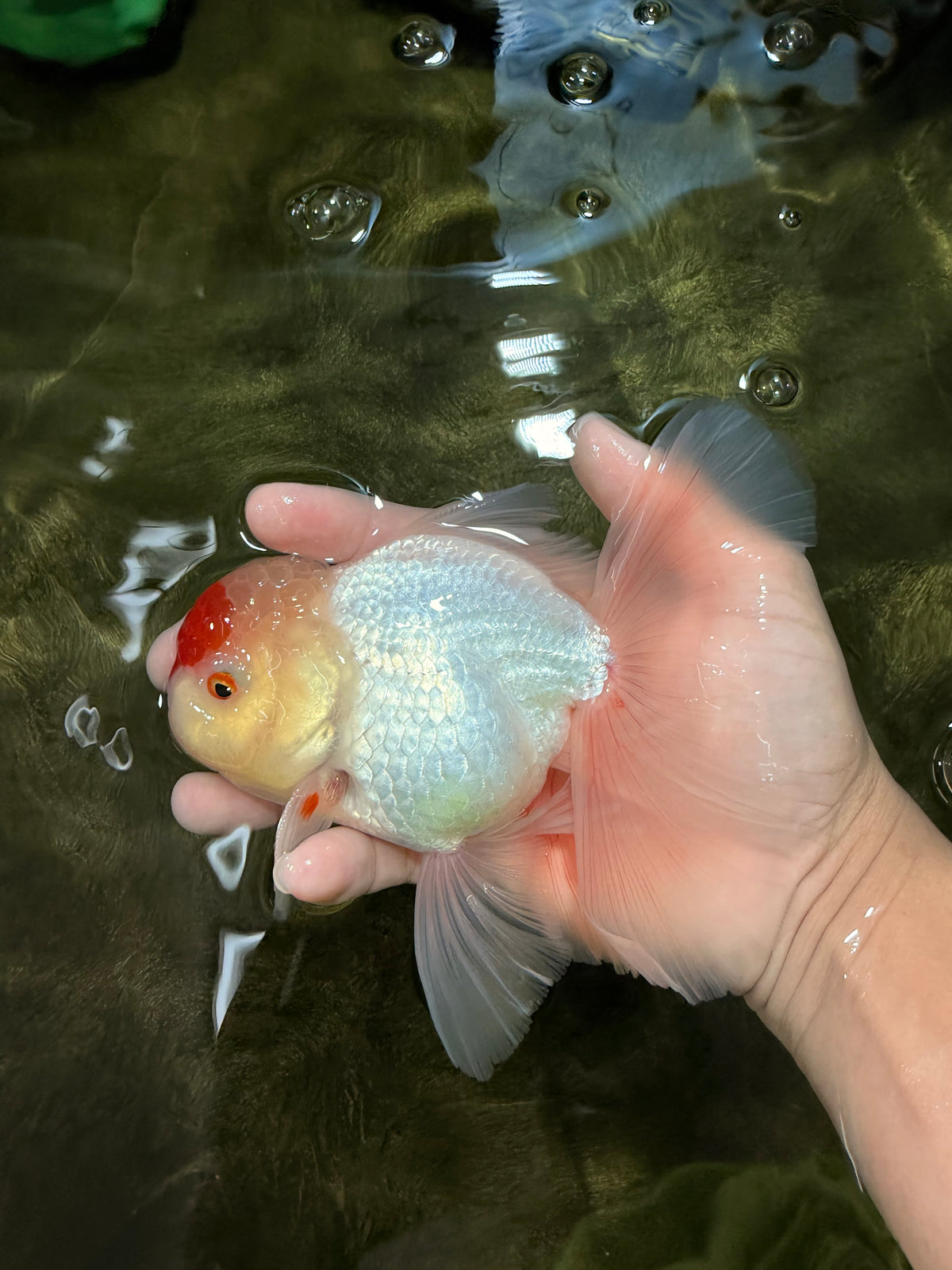 A Grade Special Heart Head Red White Oranda Male 6 inches #101626OR_01