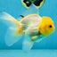 A Grade Lemonhead Oranda Male 5-inches #091225OR_28