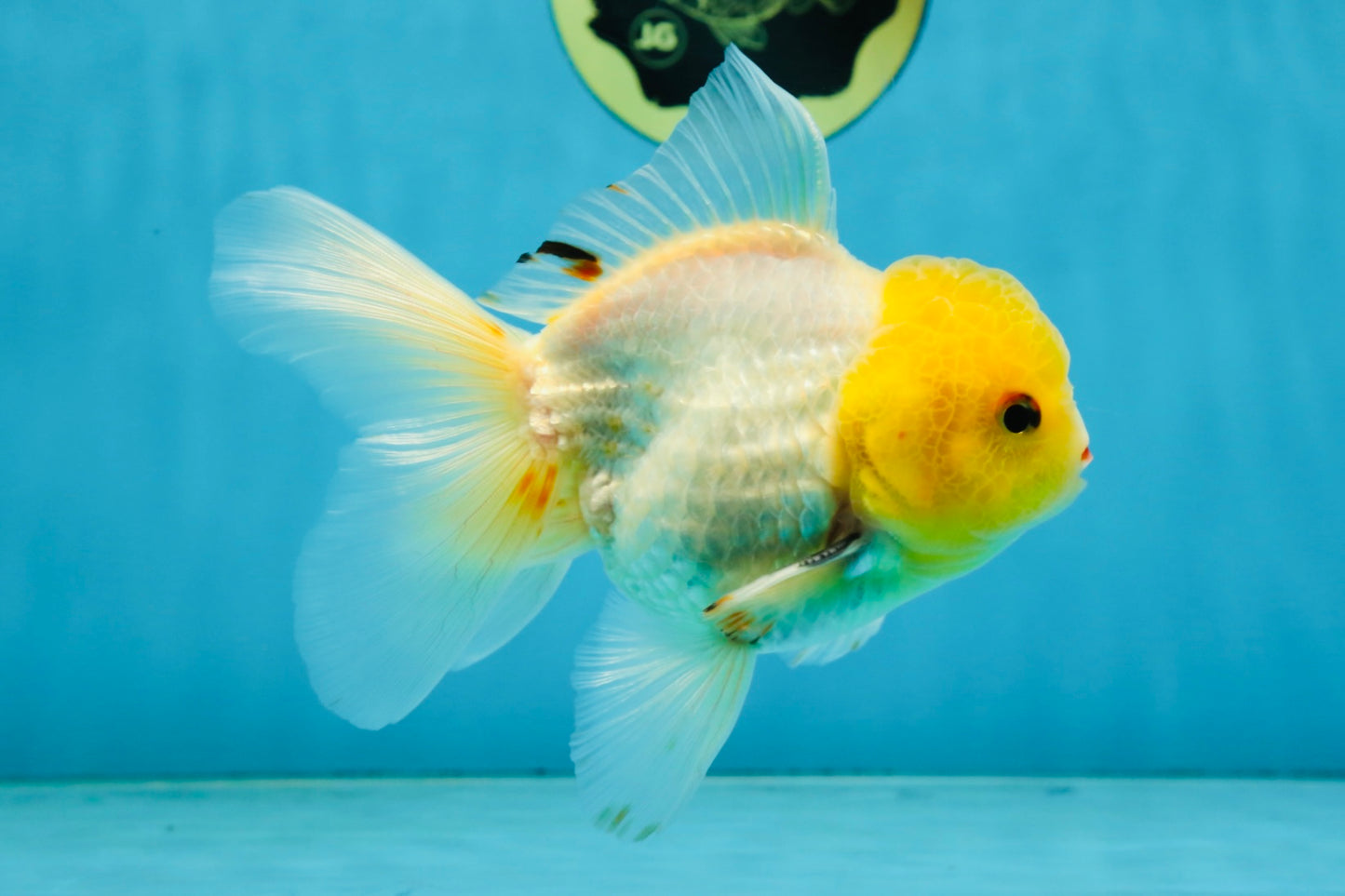 A Grade Lemonhead Oranda Male 5-inches #091225OR_28