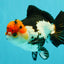 SUPER CUTE Tricolor Yuanbao Male 5-5.5 inches #051526YB_07