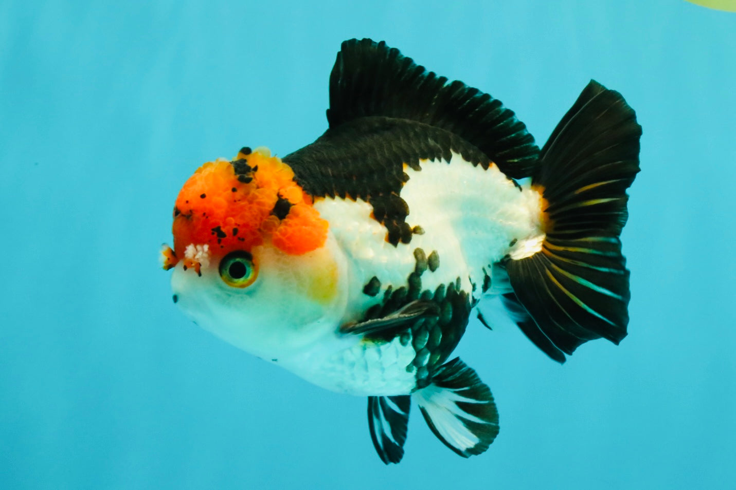 SUPER CUTE Tricolor Yuanbao Male 5-5.5 inches #051526YB_07