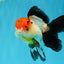 Tricolor Oranda Female 5-5.5 inches #041026OR_06