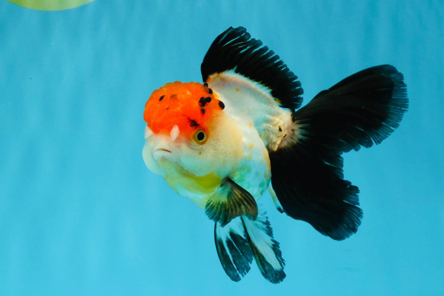 Tricolor Oranda Female 5-5.5 inches #041026OR_06
