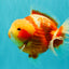 SUPER CUTE AAA Grade Strong Body Structure Kohaku Red White Yuanbao Male 6 inches #092526YB_12