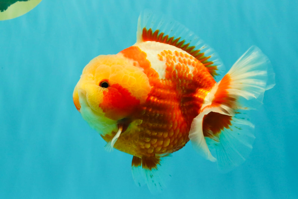 SUPER CUTE AAA Grade Strong Body Structure Kohaku Red White Yuanbao Male 6 inches #092526YB_12