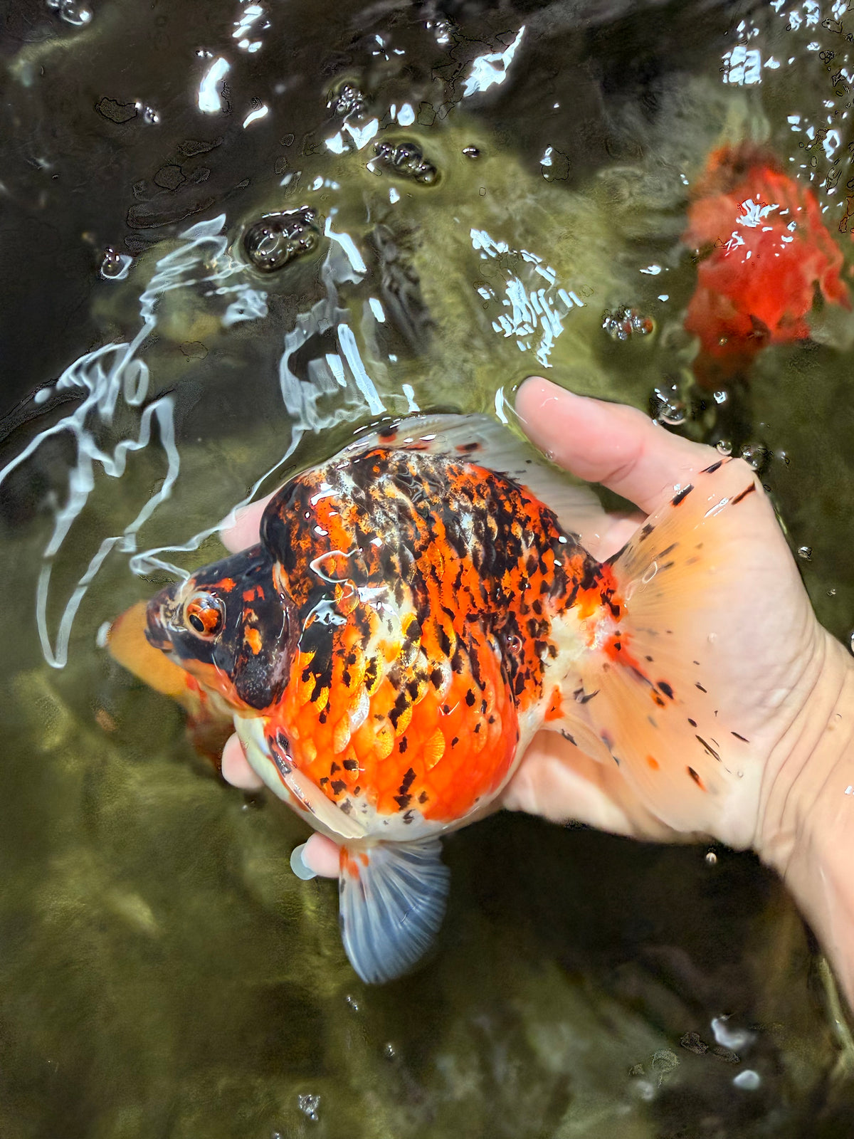 AAA Grade Special Indonesia Calico Ryukin Male 6-6.5 inches #100226RK_01