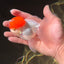 AAA Red Cap Oranda Male 4.5-5 inches #0901OR_11