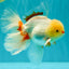 A Grade Lipstick Red White Oranda Male 5.5-6 inches #100926OR_14