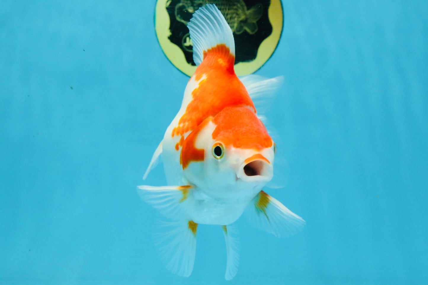 A Grade Red White Ryukin Female 5.5-6 inches #111425RK_06