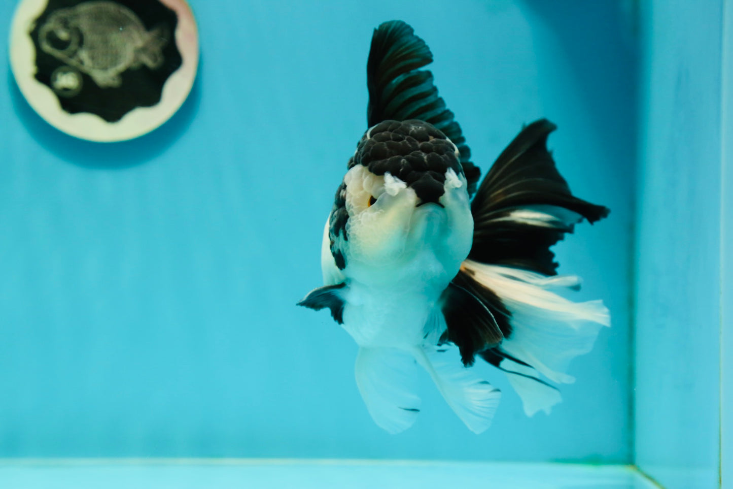 AAA Grade Panda Oranda Male 6.5 inches #110824OR_08