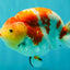 UNIQUE AAA Grade Super Kohaku Sakura LionKing 5-5.5 inches #092526LC_18