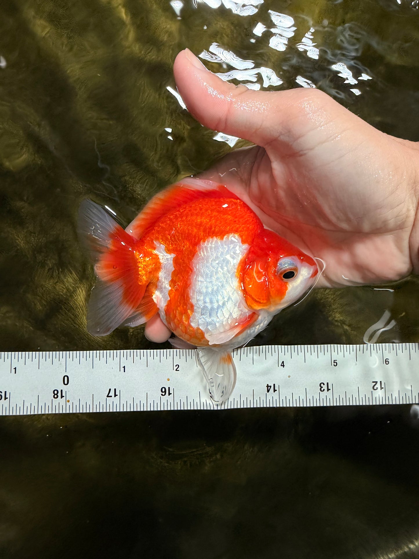 A Grade Red White Ryukin Female 4.5 inches #111425RK_09