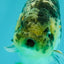 AAA Grade Special White Tiger Ranchu Male 4.5 inches #062626RC_07