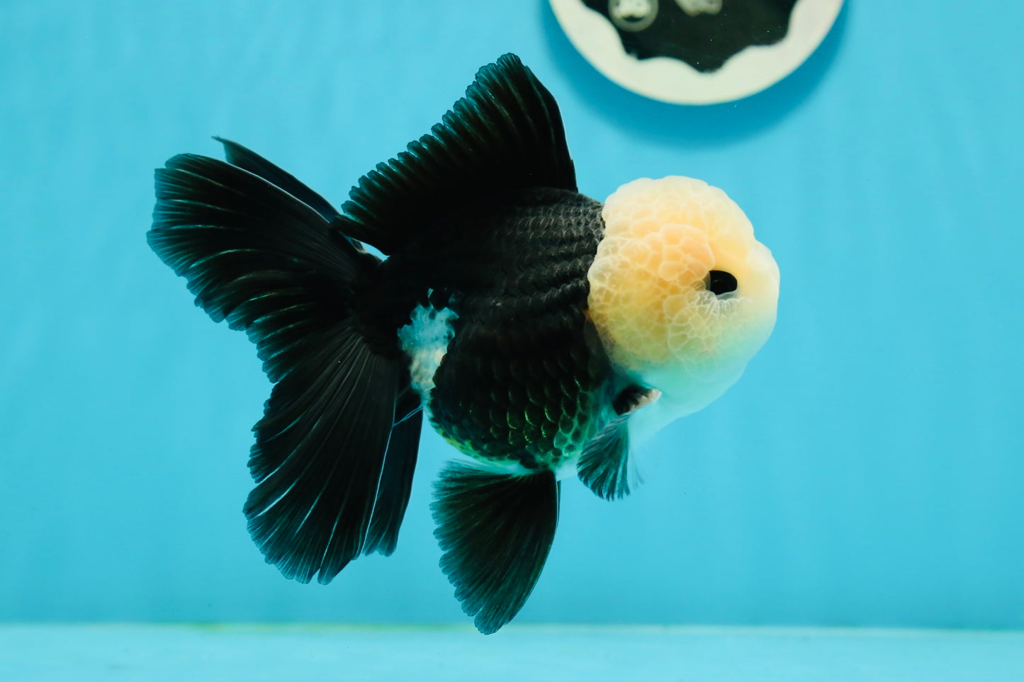 Unique AAA Grade Panda Cute Wen Button Eyes Oranda Male 4.5 inches #1004OR_39