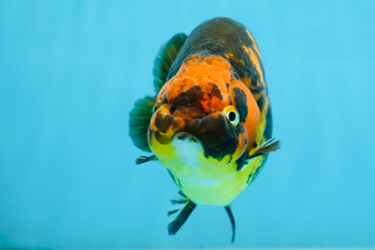 Tiger Chinese Ranchu Female 4.5-5 inches #101025RC_13