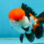 A Grade Tricolor Oranda Male 4.5 inches #060625OR_25