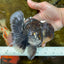AAA Grade Calico Kirin Oranda 5.5-6 inches #080125OR_02