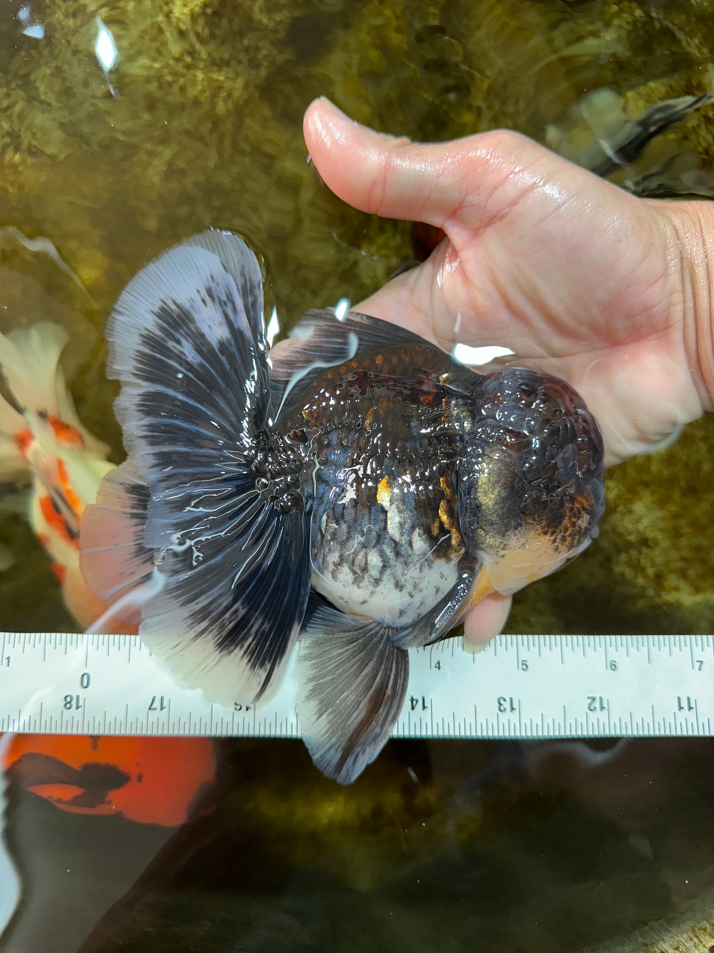 AAA Grade Calico Kirin Oranda 5.5-6 inches #080125OR_02