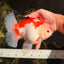 SPECIAL A Grade Red White Oranda Male 6-6.5 inches #051526OR_02