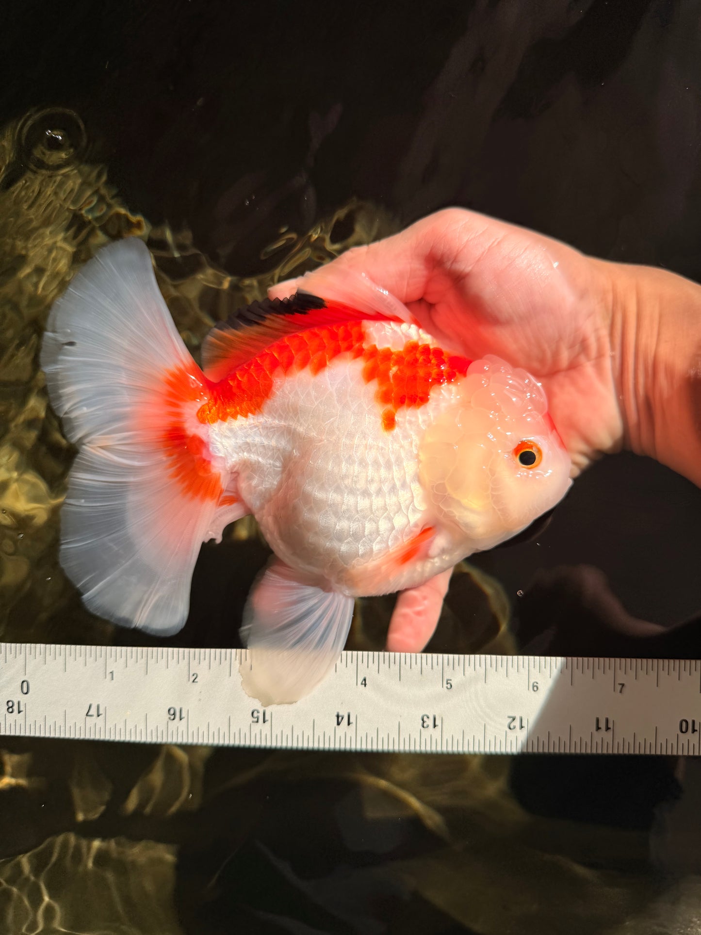SPECIAL A Grade Red White Oranda Male 6-6.5 inches #051526OR_02